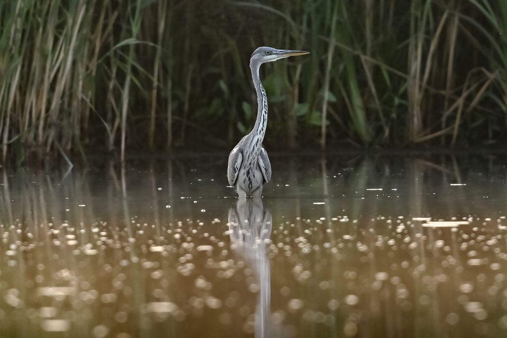 A thoughtful grey heron