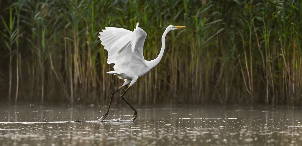 white heron takes off