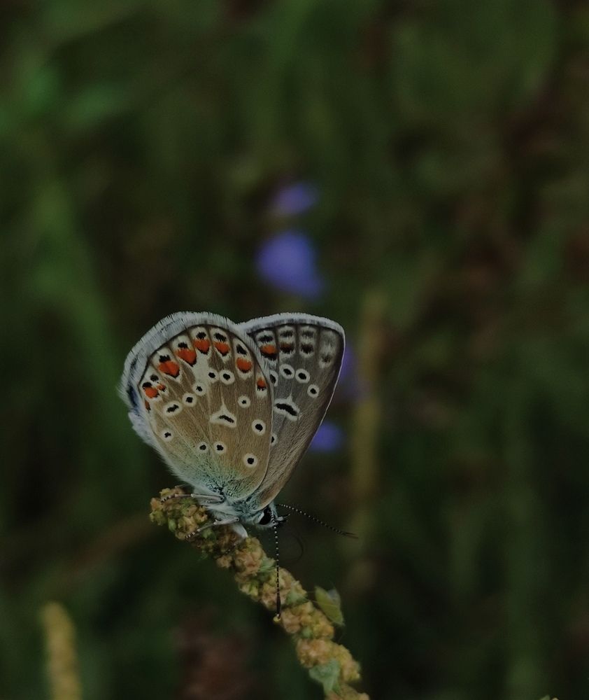 Photograph by Светлана Холодова