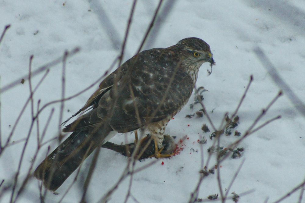 Photograph by Карина Заводчикова