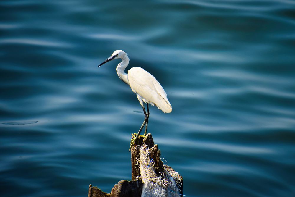 Photograph by Vimal Ram S