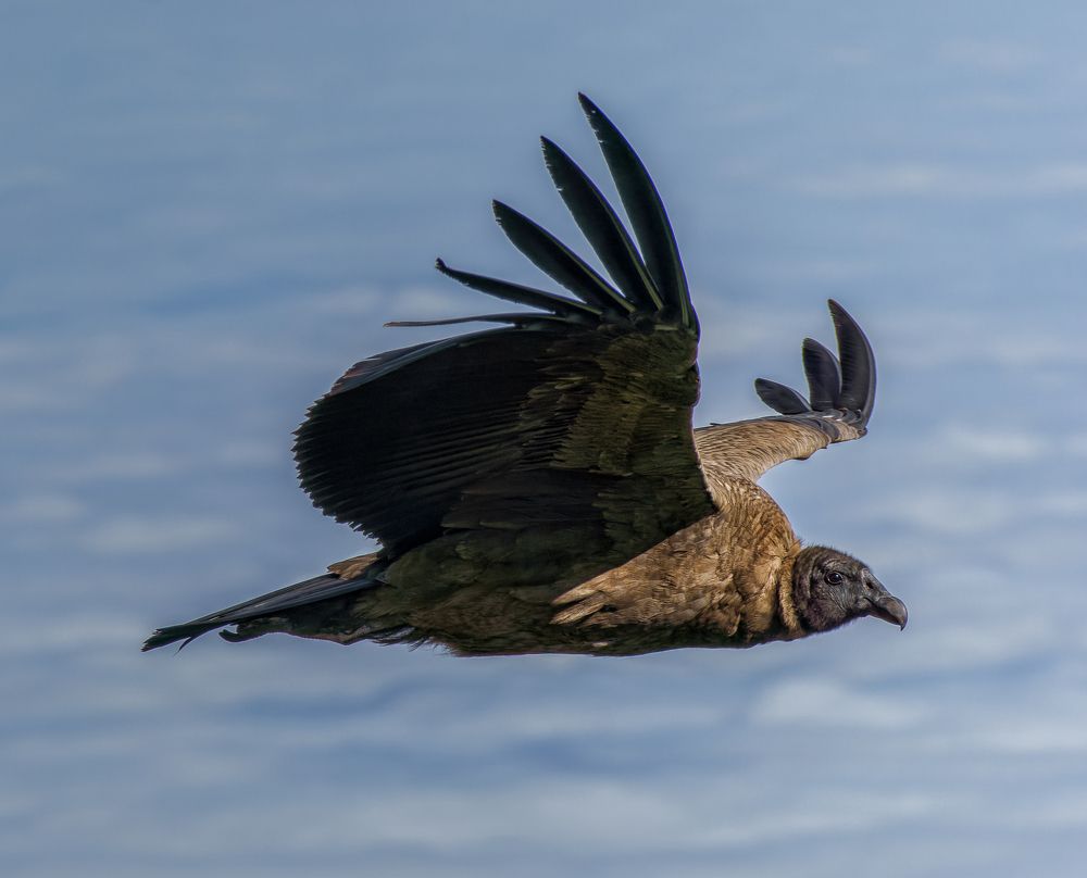 Photograph by JULIO RODRIGUEZ PROST