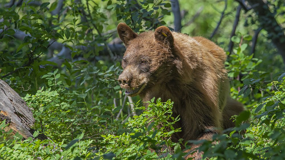 прерванный завтрак