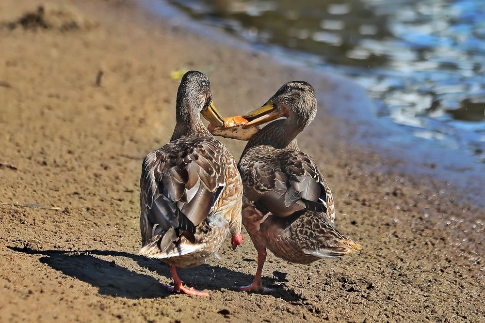 Photograph by Татьяна Бравая