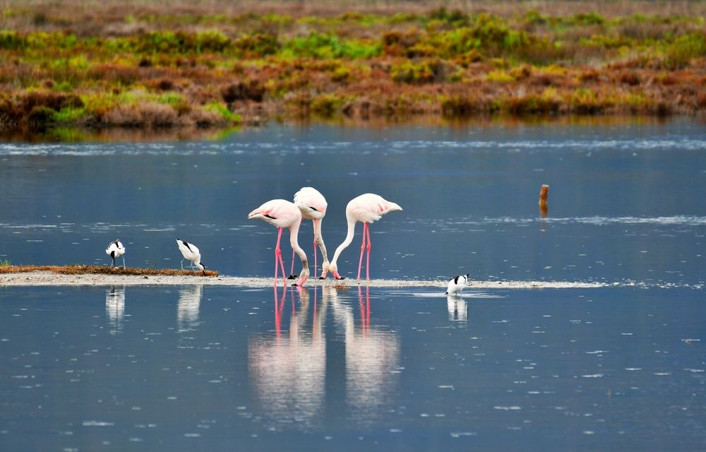 Flamingos Majorca