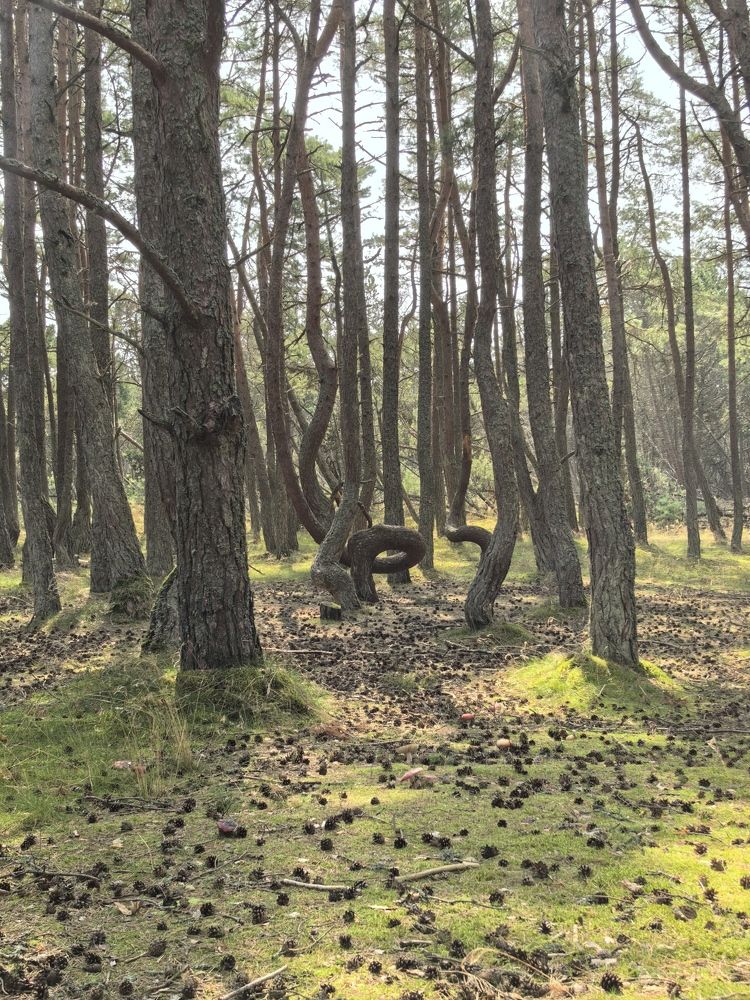 Фотография автора Александр Сипаров