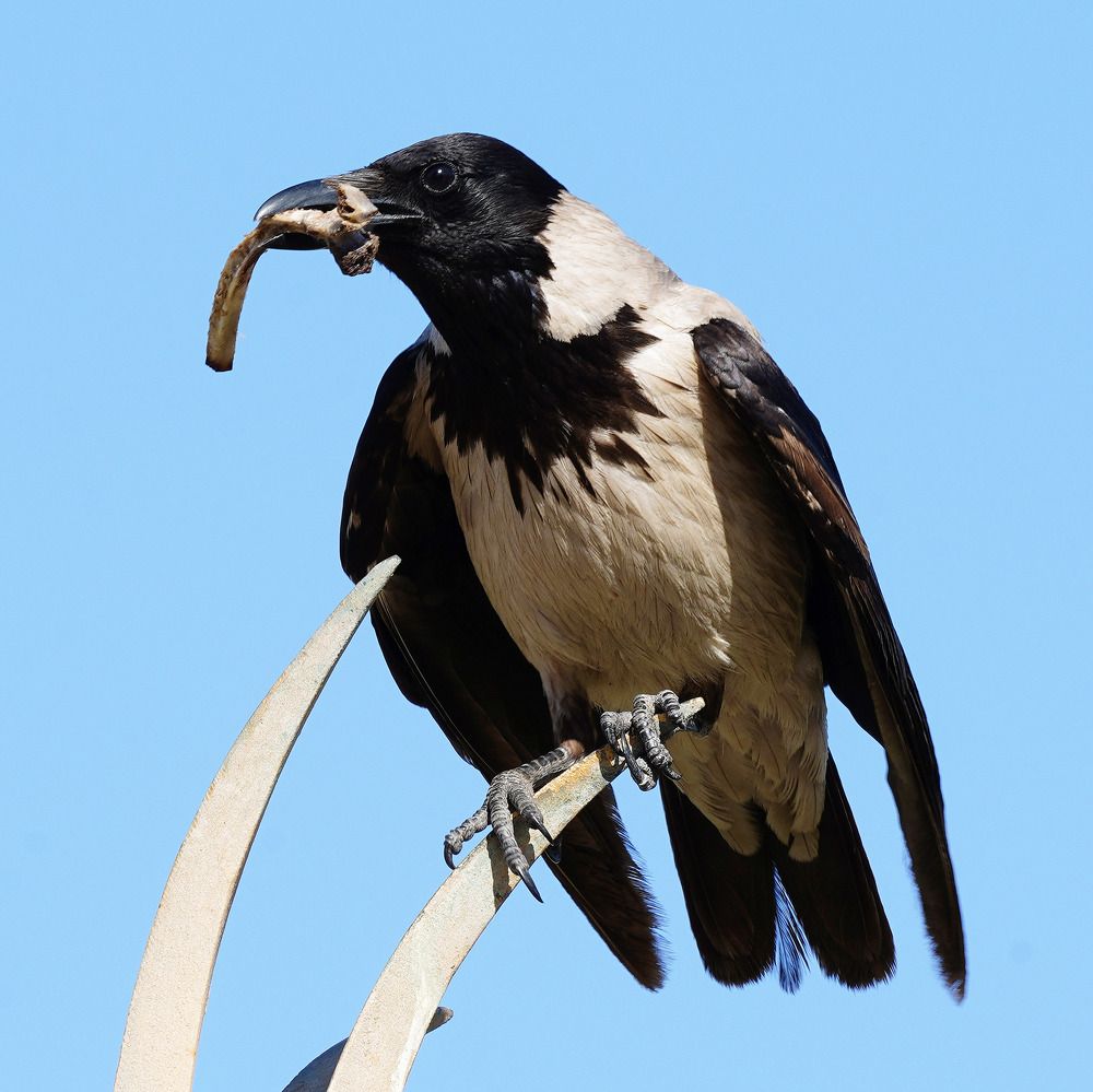 Photograph by Raed Victor Saad