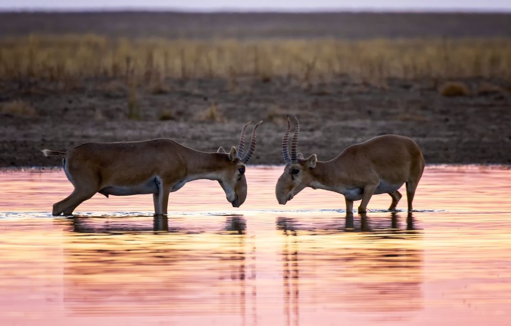 Сайгаки на водопое.