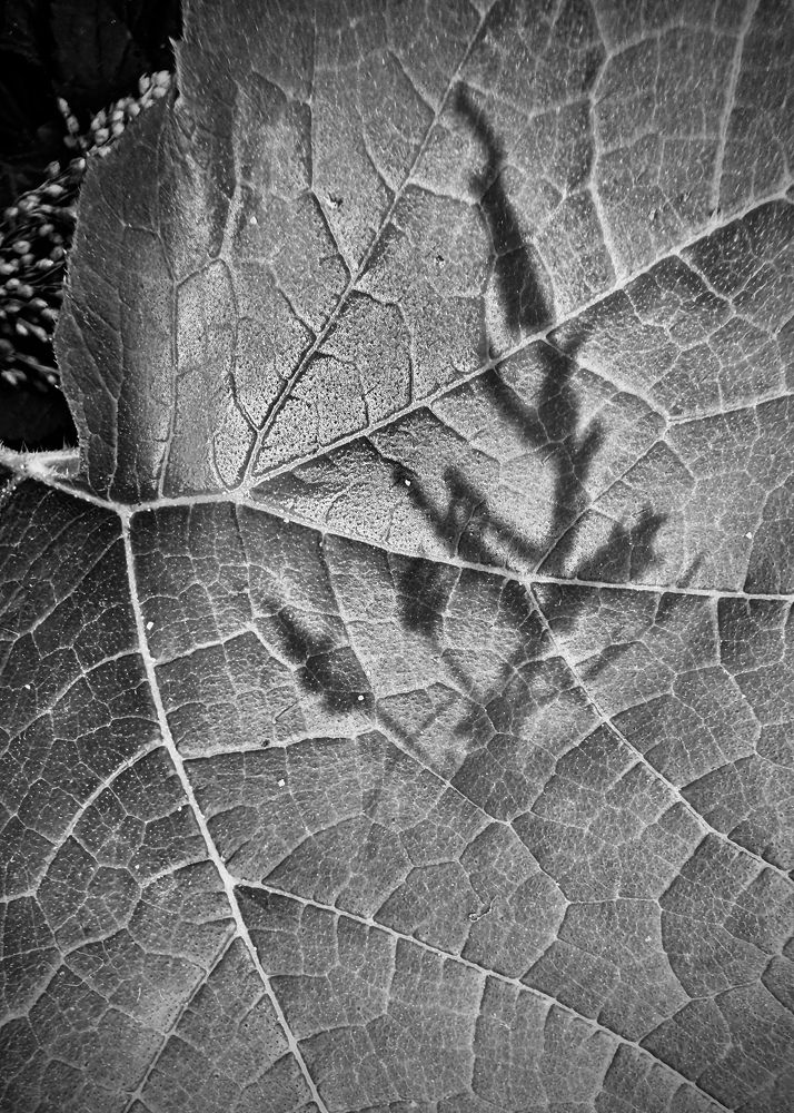 Photograph by Oxana Petlina