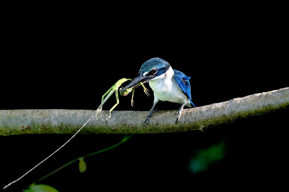 Photograph by Chee Fui Chin