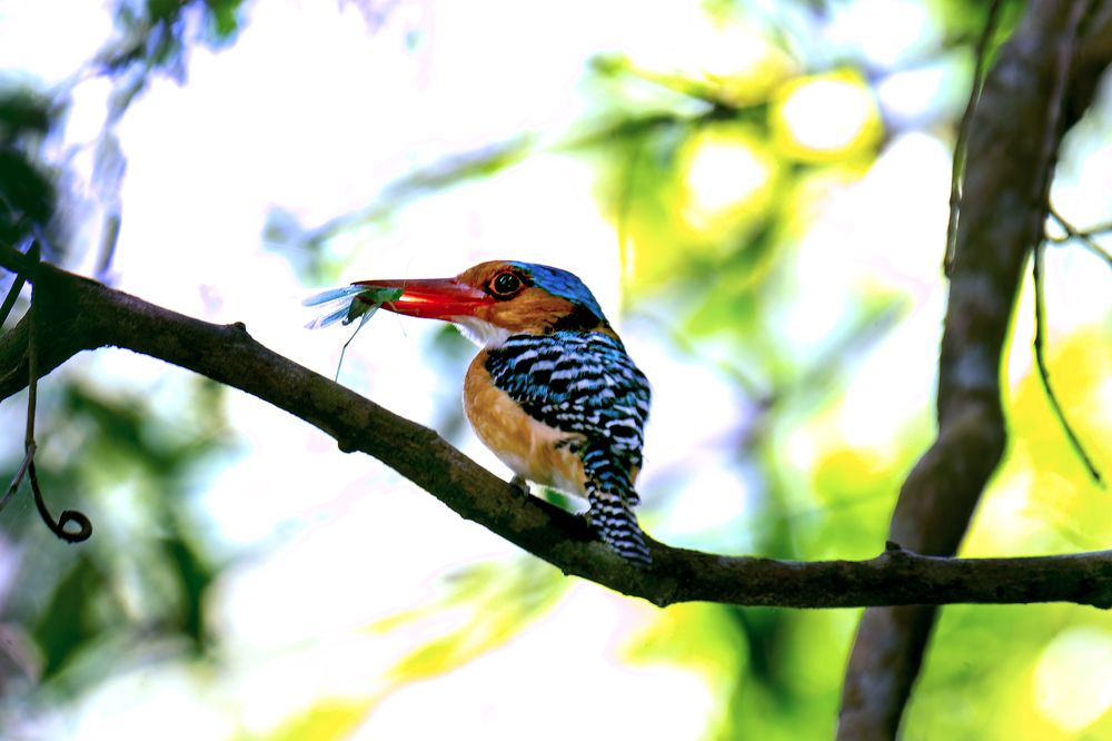 Photograph by Chee Fui Chin
