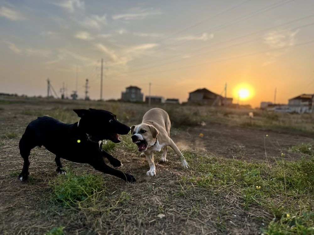 Гера и Зевс