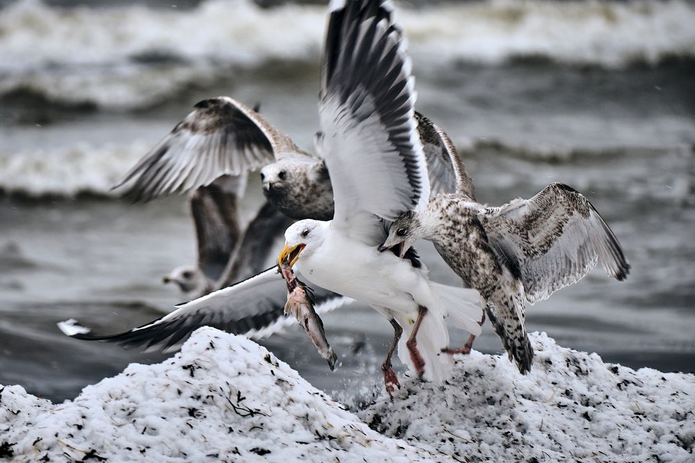 Фотография автора Vilnis Zoldners