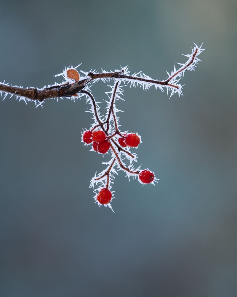 Breath of the winter