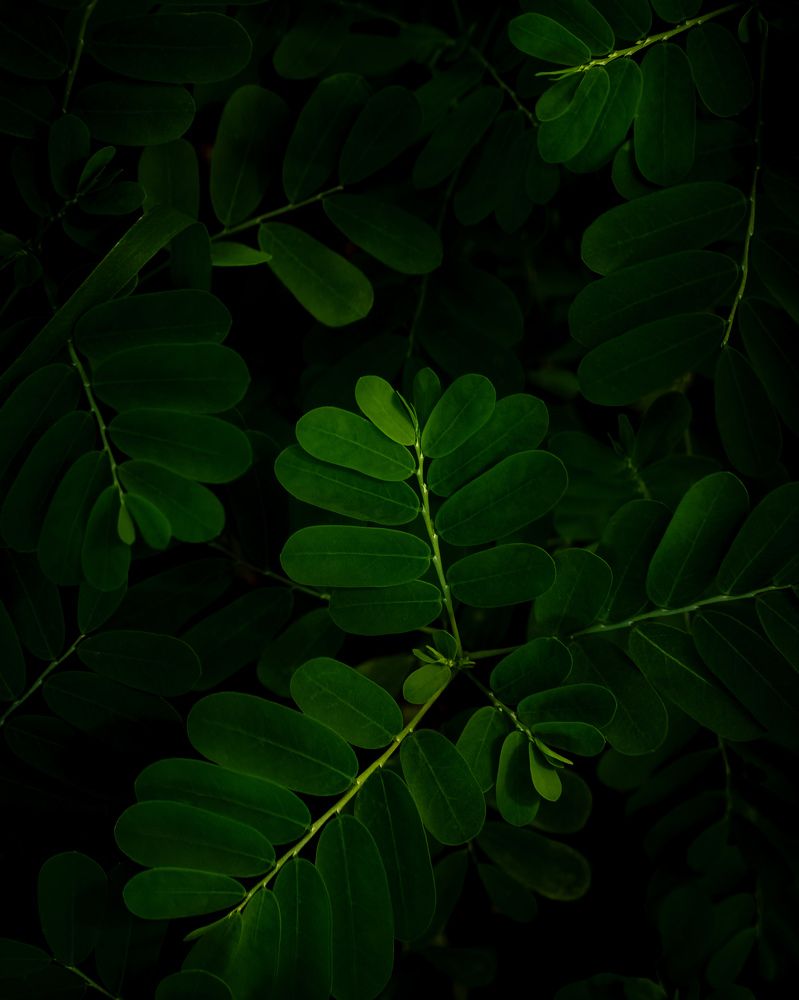 Photograph by Antonio Singh