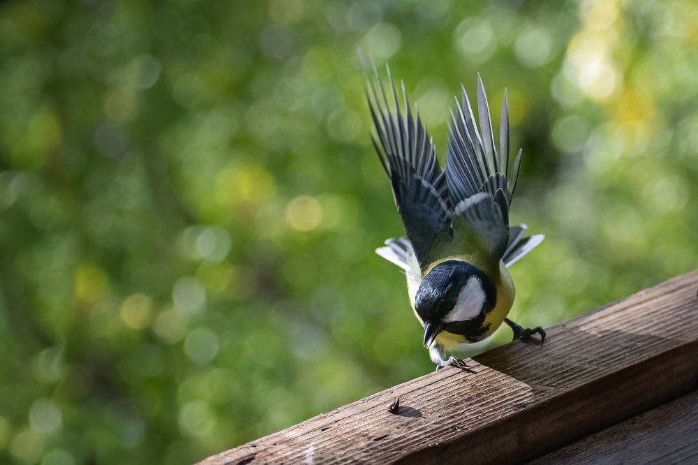 Синица и семечка