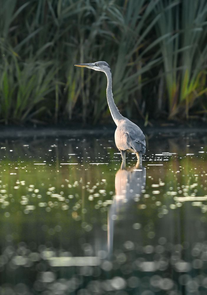 A grey heron