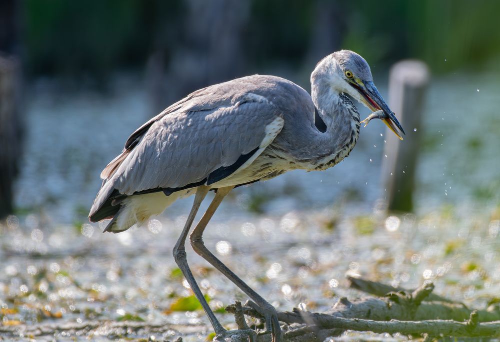 Фотография автора Алексей Савельев