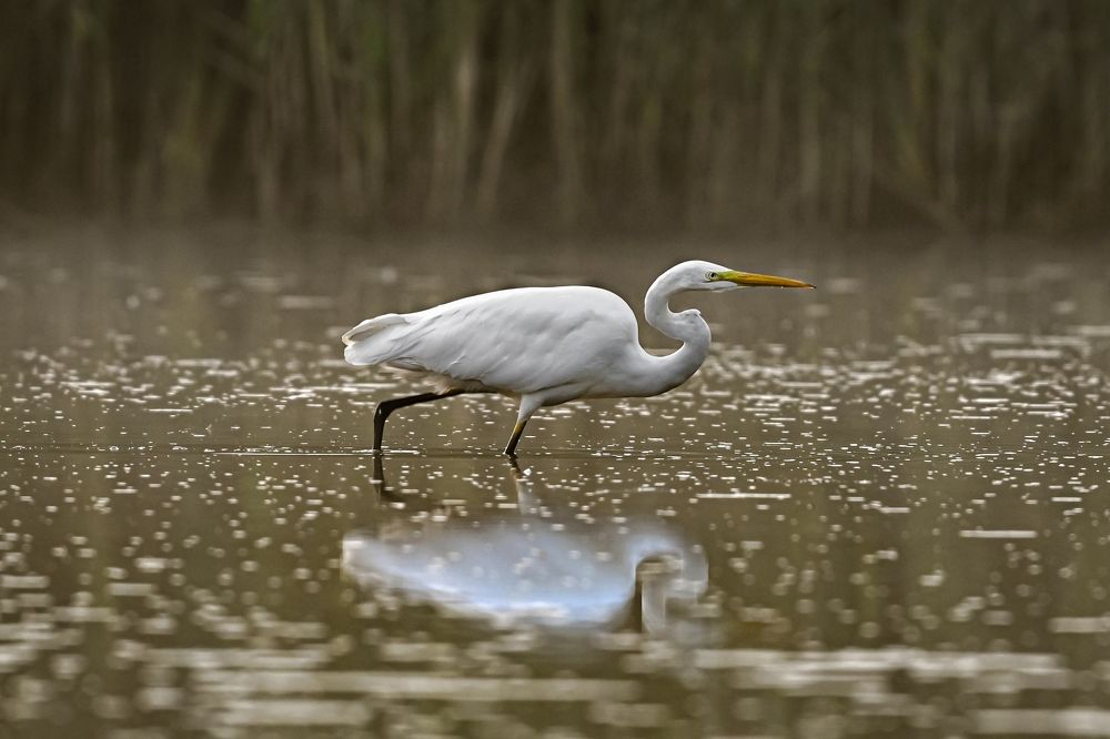 A white heron