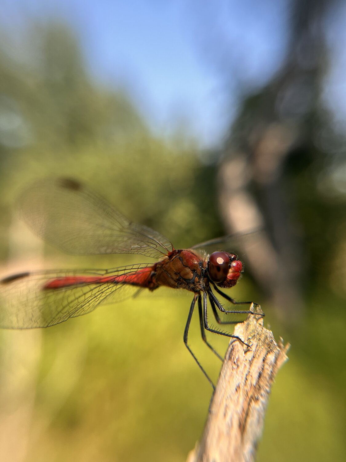 Photo #11023649