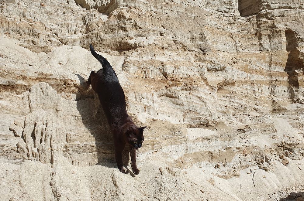 Фотография автора Надежда Лисицына