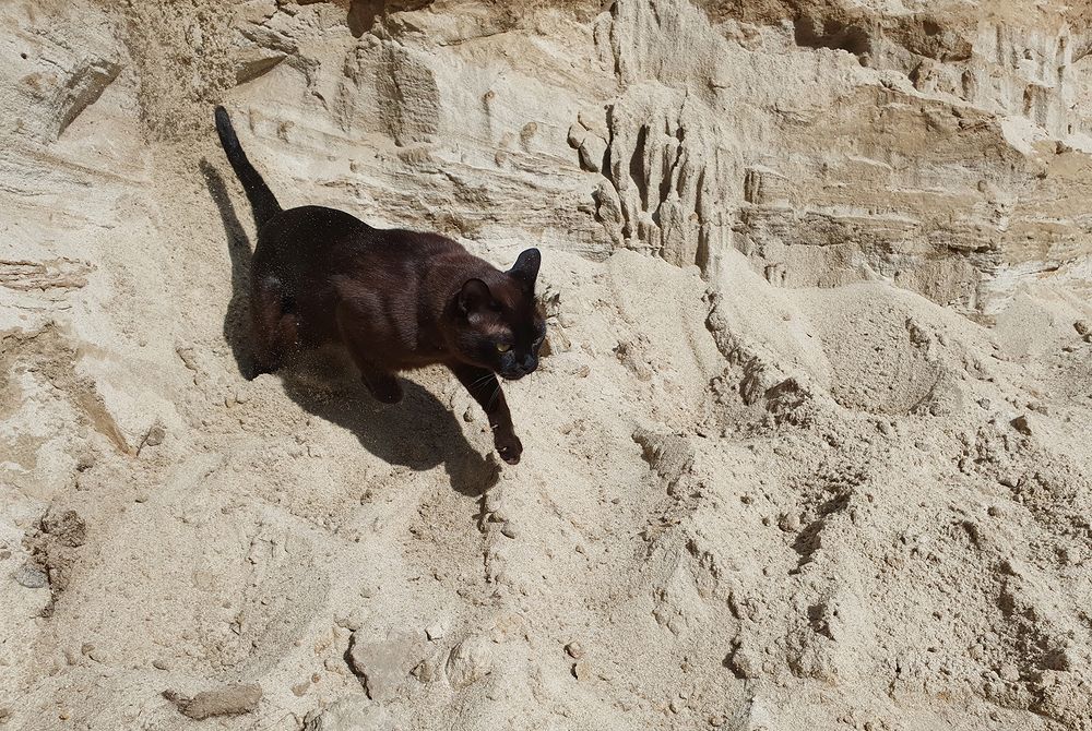 Фотография автора Надежда Лисицына