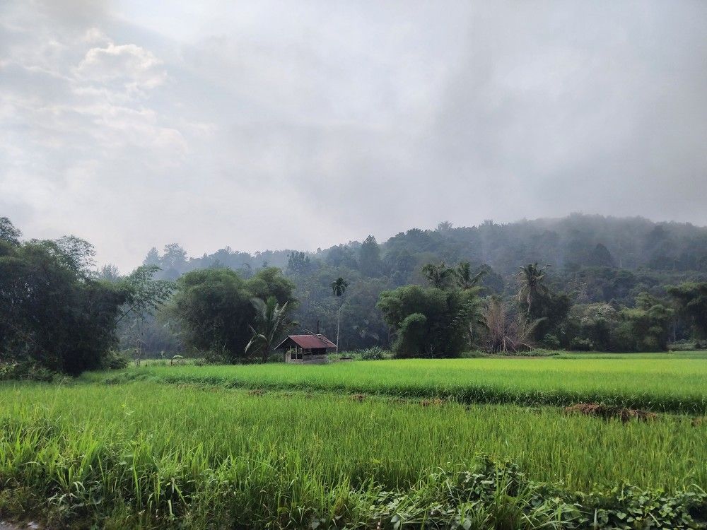 A Hut View In A Morning with Hill and Ricefield