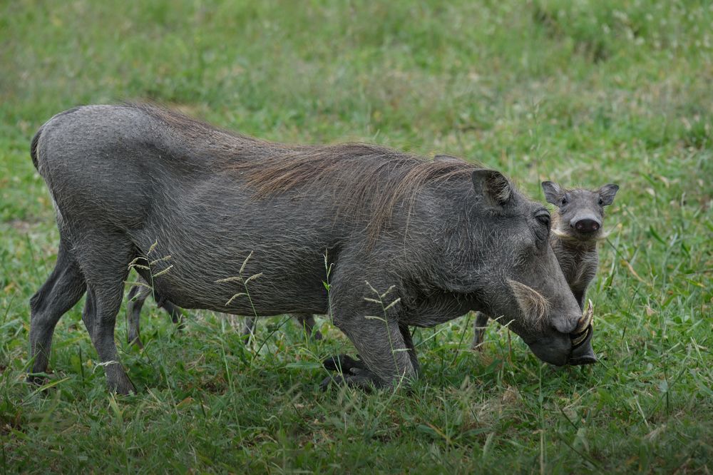 Любопытство сильнее голода