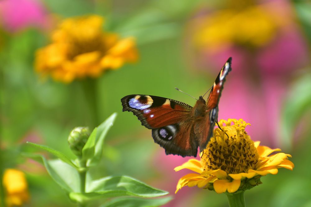 Photograph by Игорь Корнейчук