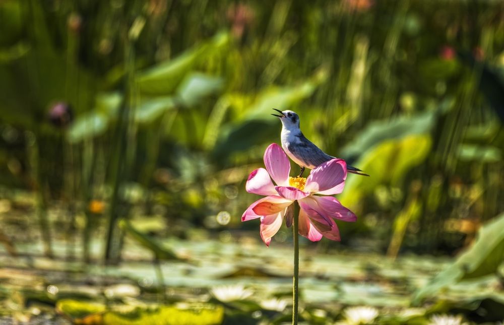 Photograph by Анатолий Салтыков