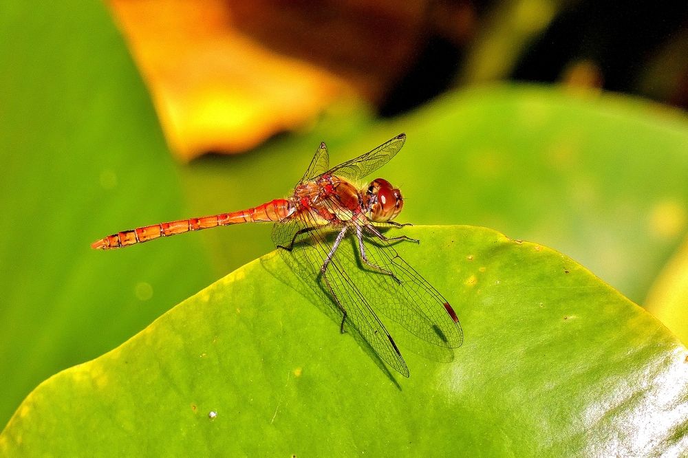 Photograph by backareva irina