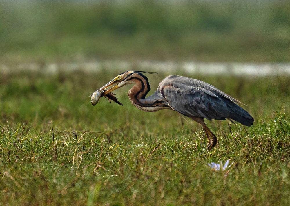 Фотография автора Hirak Mitra