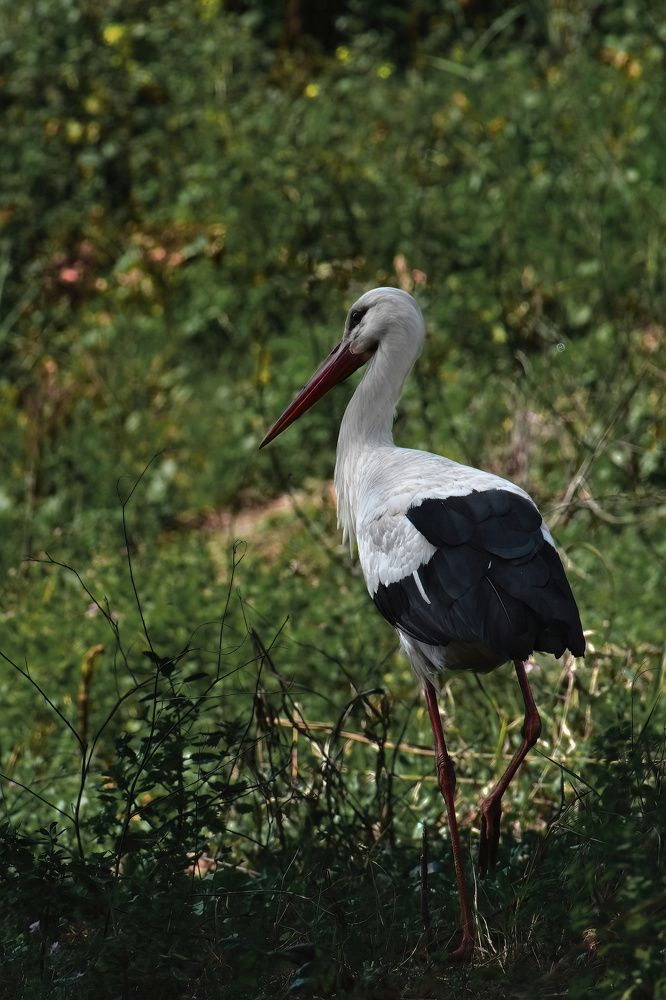 Фотография автора Ketov Vladimir