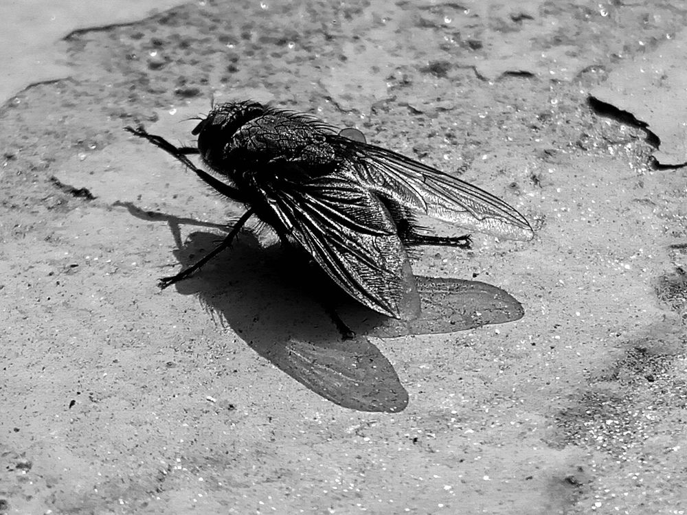 Photograph by Kapil Singh