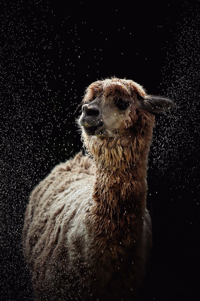 Фотография автора Елена Кириллова