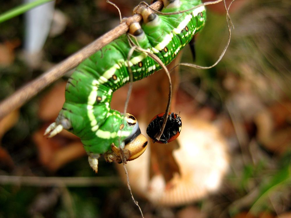 Photograph by Olga Ivancevič