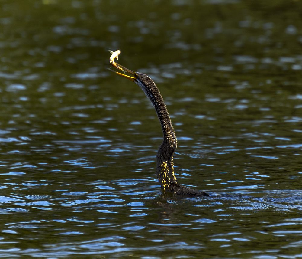 Фотография автора Hirak Mitra