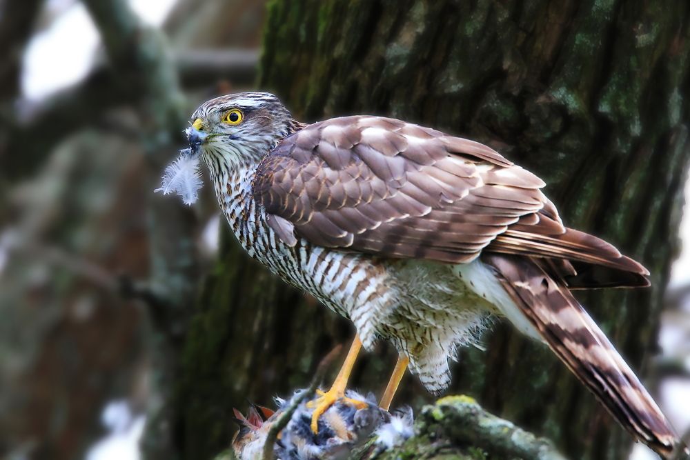 Photograph by Николай Протасеня