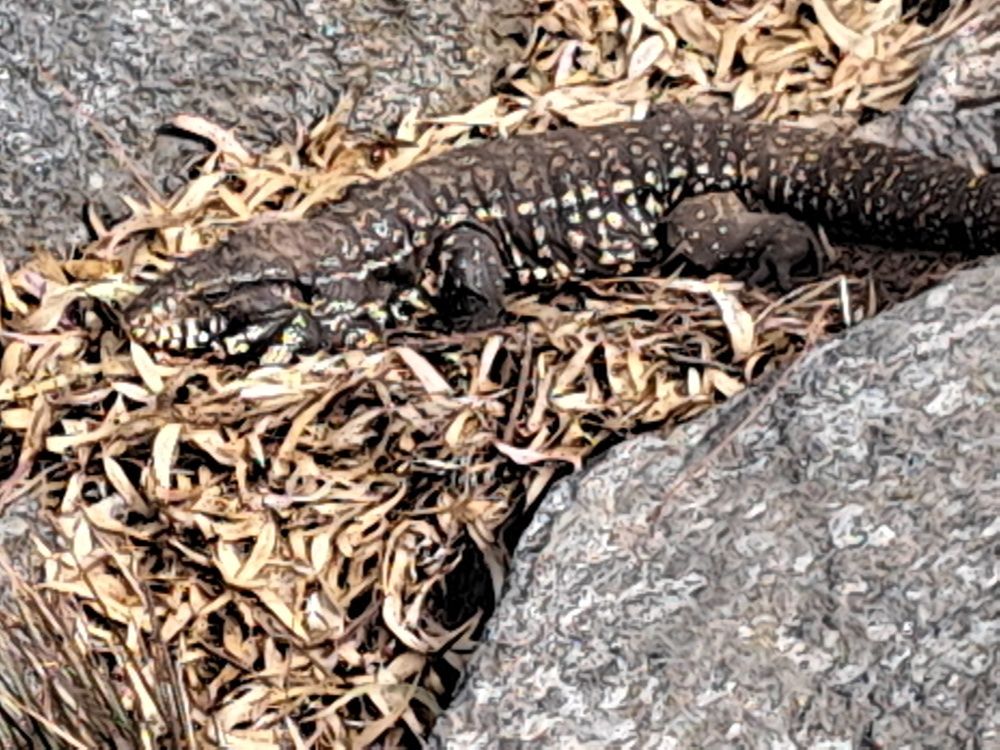 Фотография автора gustavo pecelis