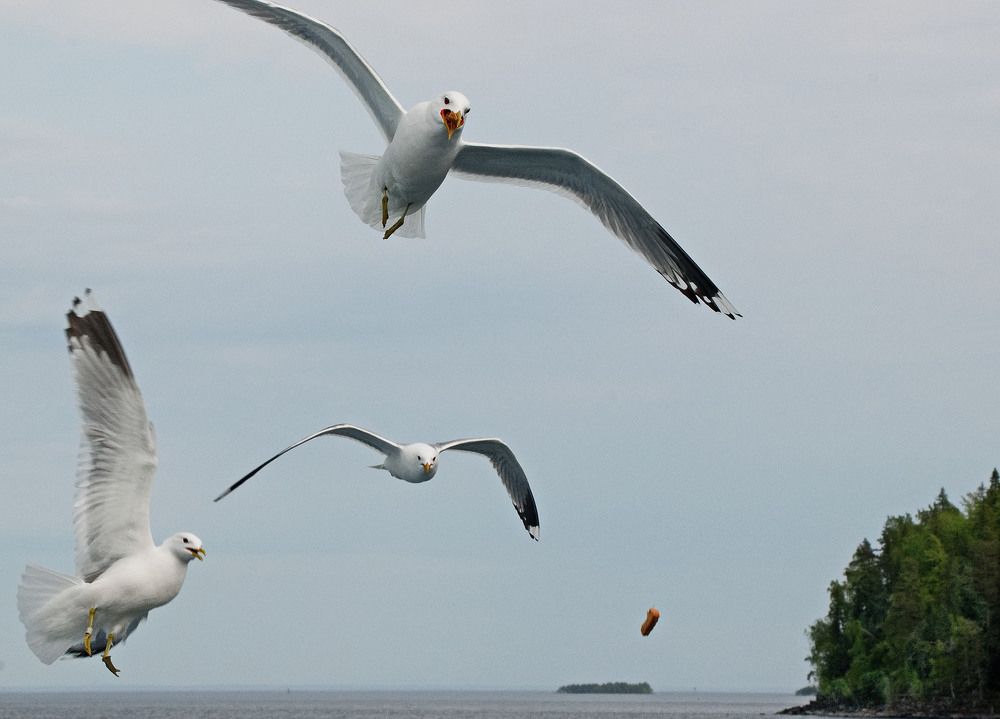 Photograph by Александр