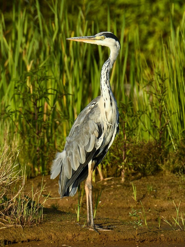 Серая Цапля.