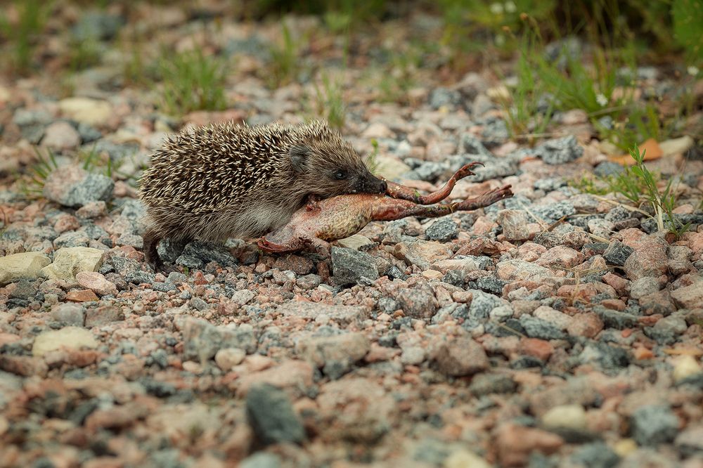 Photograph by Чистякова Валерия