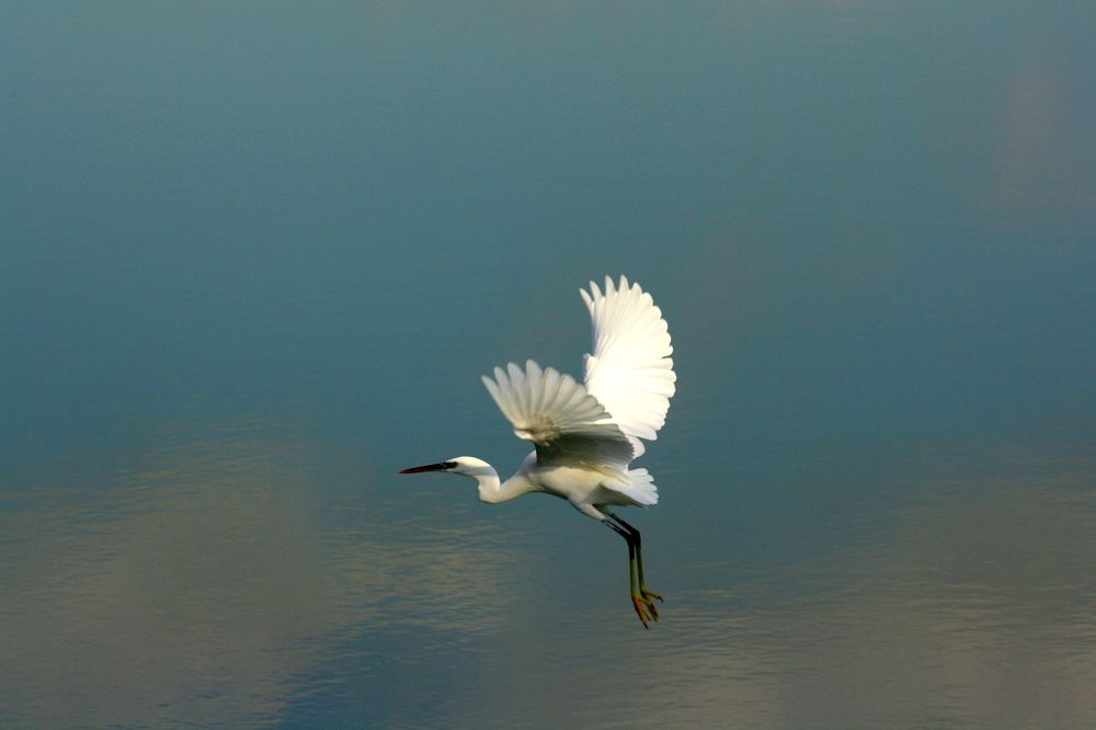 Egret