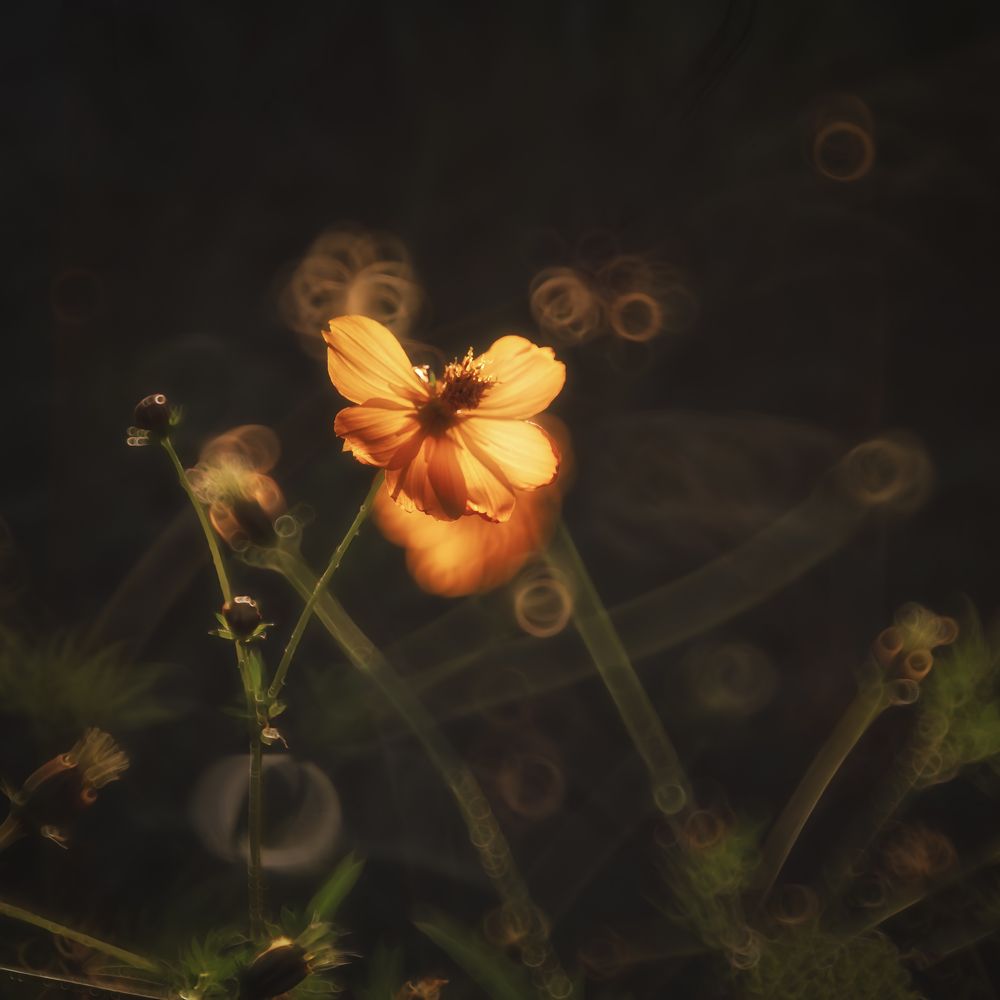 Photograph by Budyta Dariusz