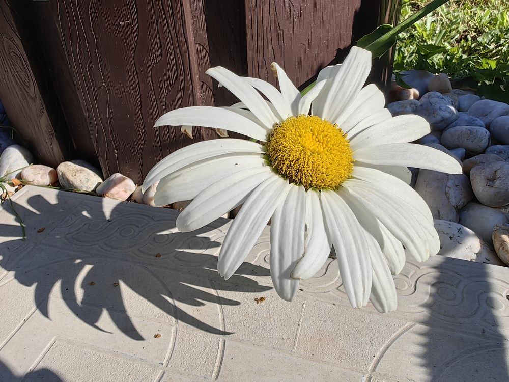 Photograph by Людмила Савчук