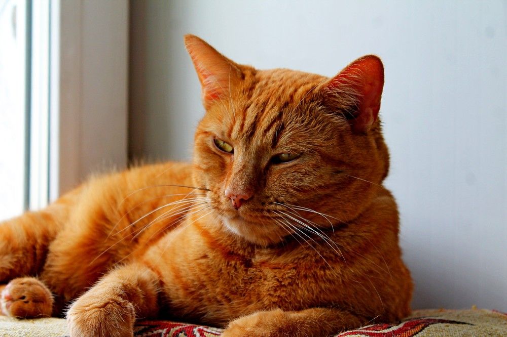 Photograph by Дмитрий Симагин