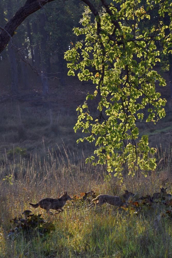 Фотография автора aryaman dhiman