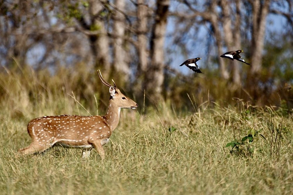 Фотография автора aryaman dhiman