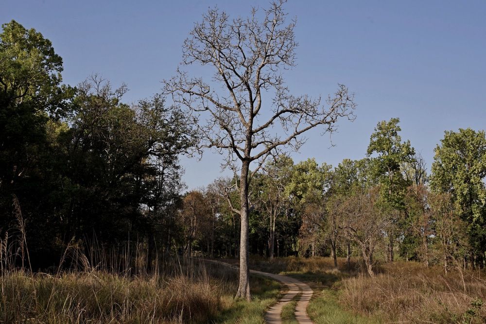 Фотография автора aryaman dhiman