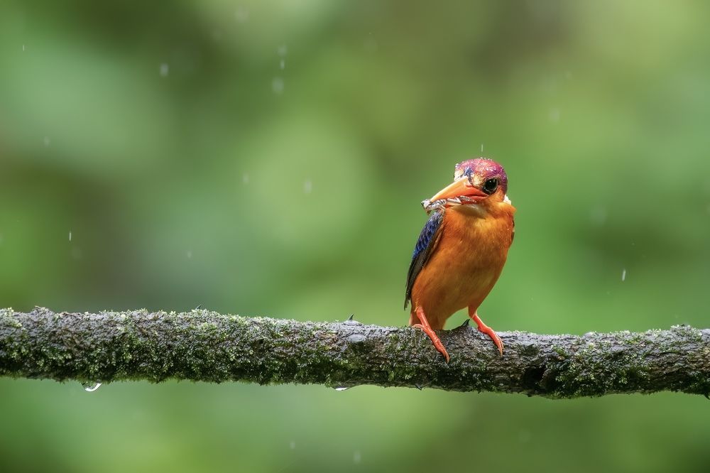 Фотография автора aryaman dhiman